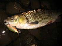 foto/diskuze/z_lovu/2012/th-img49624.jpg