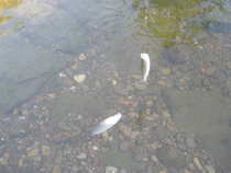 foto/diskuze/z_lovu/2012/th-img49641.jpg