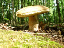 foto/diskuze/z_lovu/2012/th-img49644.jpg