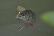 foto/diskuze/z_lovu/2012/th-img49647.jpg
