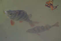 foto/diskuze/z_lovu/2012/th-img49648.jpg