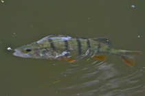 foto/diskuze/z_lovu/2012/th-img49649.jpg