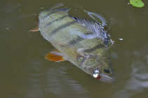 foto/diskuze/z_lovu/2012/th-img49650.jpg