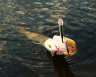 foto/diskuze/z_lovu/2012/th-img49659.jpg