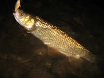 foto/diskuze/z_lovu/2012/th-img49666.jpg