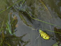 foto/diskuze/z_lovu/2012/th-img49693.jpg