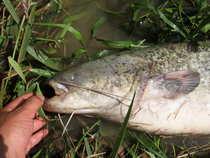 foto/diskuze/z_lovu/2012/th-img49701.jpg