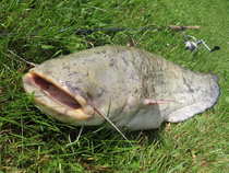 foto/diskuze/z_lovu/2012/th-img49702.jpg