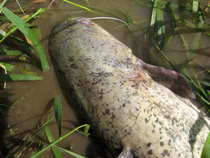 foto/diskuze/z_lovu/2012/th-img49703.jpg