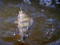 foto/diskuze/z_lovu/2012/th-img49718.jpg