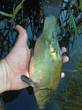 foto/diskuze/z_lovu/2012/th-img49722.jpg