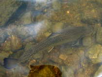 foto/diskuze/z_lovu/2012/th-img49724.jpg