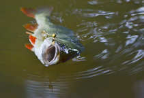 foto/diskuze/z_lovu/2012/th-img49734.jpg