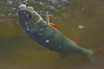 foto/diskuze/z_lovu/2012/th-img49735.jpg