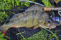 foto/diskuze/z_lovu/2012/th-img49736.jpg