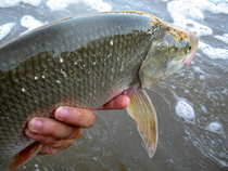 foto/diskuze/z_lovu/2012/th-img49750.jpg