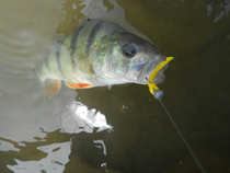 foto/diskuze/z_lovu/2012/th-img49770.jpg
