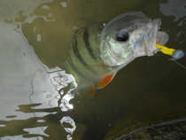 foto/diskuze/z_lovu/2012/th-img49771.jpg