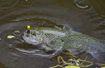 foto/diskuze/z_lovu/2012/th-img49783.jpg