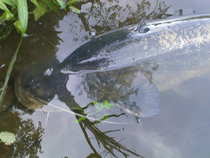foto/diskuze/z_lovu/2012/th-img49797.jpg