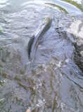 foto/diskuze/z_lovu/2012/th-img49798.jpg