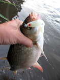 foto/diskuze/z_lovu/2012/th-img49800.jpg