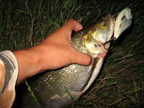 foto/diskuze/z_lovu/2012/th-img49801.jpg