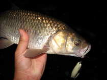 foto/diskuze/z_lovu/2012/th-img49802.jpg