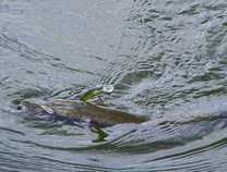 foto/diskuze/z_lovu/2012/th-img49817.jpg