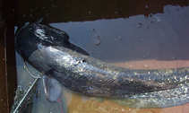 foto/diskuze/z_lovu/2012/th-img49823.jpg