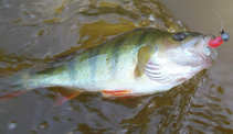 foto/diskuze/z_lovu/2012/th-img49829.jpg