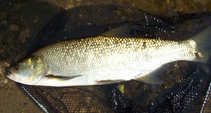 foto/diskuze/z_lovu/2012/th-img49830.jpg