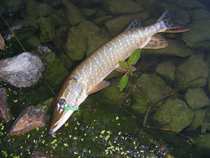 foto/diskuze/z_lovu/2012/th-img49846.jpg