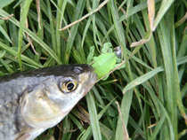 foto/diskuze/z_lovu/2012/th-img49857.jpg