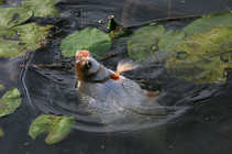 foto/diskuze/z_lovu/2012/th-img49878.jpg