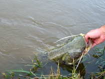 foto/diskuze/z_lovu/2012/th-img49889.jpg