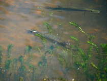 foto/diskuze/z_lovu/2012/th-img49899.jpg