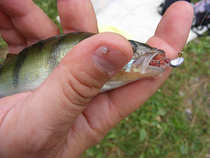 foto/diskuze/z_lovu/2012/th-img49922.jpg
