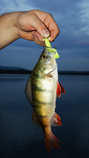 foto/diskuze/z_lovu/2012/th-img49923.jpg