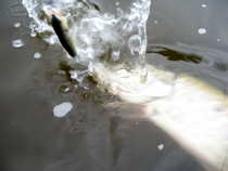 foto/diskuze/z_lovu/2012/th-img49954.jpg