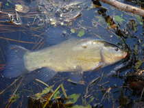 foto/diskuze/z_lovu/2012/th-img49959.jpg