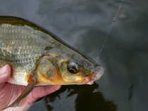 foto/diskuze/z_lovu/2012/th-img49962.jpg