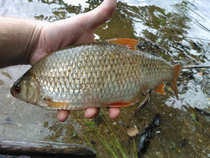 foto/diskuze/z_lovu/2012/th-img49966.jpg