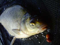 foto/diskuze/z_lovu/2012/th-img49967.jpg