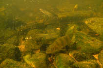 foto/diskuze/z_lovu/2012/th-img49975.jpg