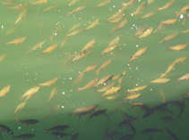 foto/diskuze/z_lovu/2012/th-img49985.jpg