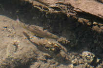 foto/diskuze/z_lovu/2012/th-img49992.jpg