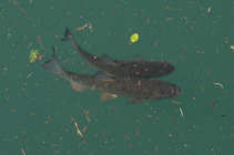 foto/diskuze/z_lovu/2012/th-img49994.jpg