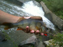 foto/diskuze/z_lovu/2012/th-img50002.jpg