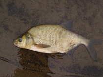 foto/diskuze/z_lovu/2012/th-img50004.jpg